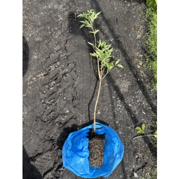 BEZ CZARNY leczniczy - sadzonki 80 / 100 cm