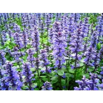 KŁOSOWIEC fioletowy Black Adder - sadzonki 10 / 15 cm