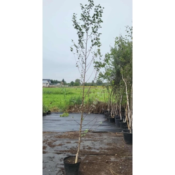 BRZOZA BRODAWKOWATA DUŻA - sadzonki 250 / 350 cm