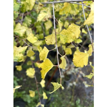 BRZOZA ŻÓŁTA szczepiona na pniu - sadzonki 150 / 170 cm