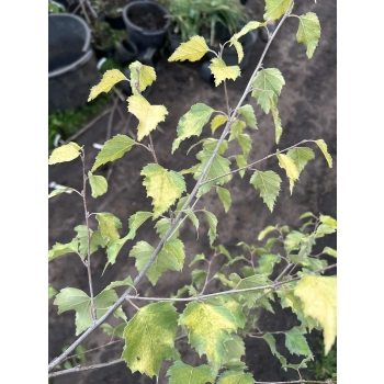 BRZOZA ŻÓŁTA szczepiona na pniu - sadzonki 150 / 170 cm