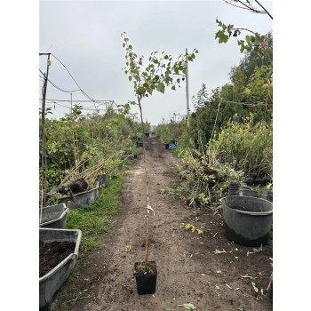 BRZOZA ŻÓŁTA szczepiona na pniu - sadzonki 150 / 170 cm