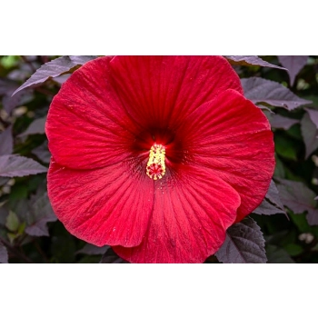 HIBISKUS Ketmia bagienny czerwony bordowy liść