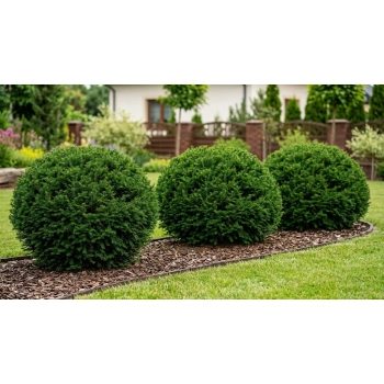 CIS POŚREDNI GROENLAND KULISTY POKRÓJ - sadzonki 30 / 40 cm
