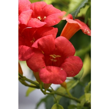 MILIN AMERYKAŃSKI SZCZEPIONY Gabor - sadzonki 80 / 100 cm