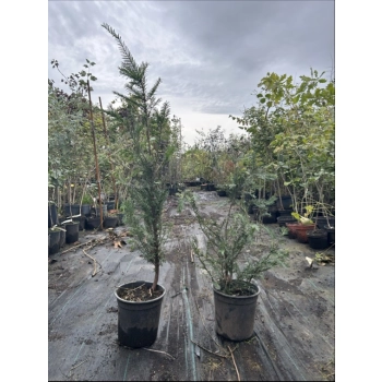 CIS POSPOLITY - sadzonki 50 / 80 cm