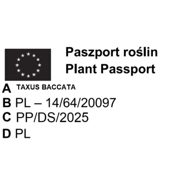 CIS POSPOLITY - sadzonki 50 / 80 cm