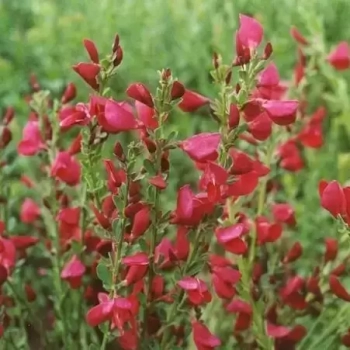 ŻARNOWIEC Boskoop Ruby czerwony - sadzonki 10 / 20 cm