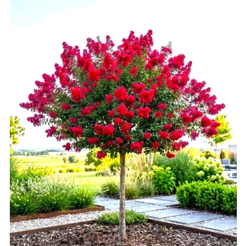 LAGERSTROEMIA na pniu czerwona bez południa - sadzonki 100 / 120 cm