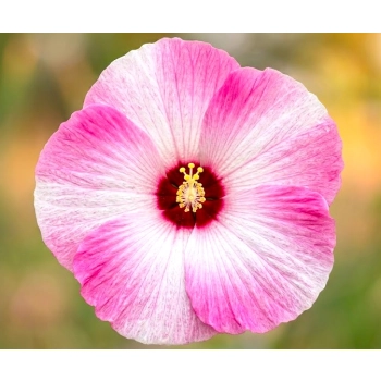HIBISKUS Ketmia bagienny różowo biały bordowy liść
