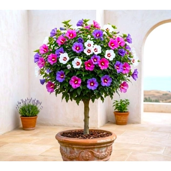 HIBISKUS szczepiony na pniu TRICOLOR - sadzonki 90 / 110 cm