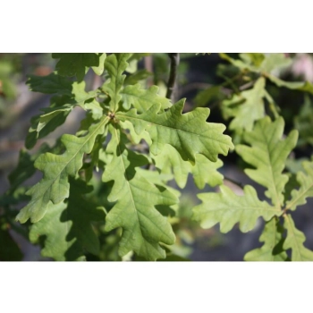 DĄB szczepiony zwisający pendula - sadzonki 140 / 170 cm