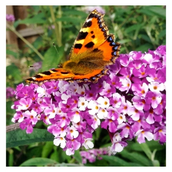 BUDLEJA DAWIDA Berries Cream - sadzonki 10 / 15 cm