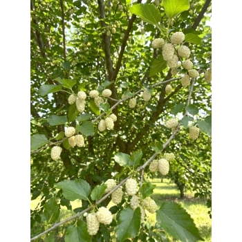 MORWA biała witamina życia - sadzonki 30 / 50 cm