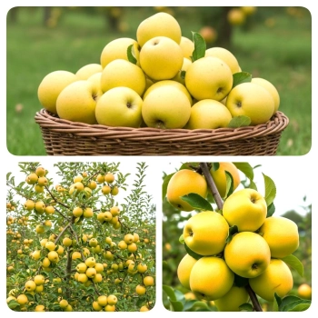 JABŁOŃ GOLDEN DELICJUSZ soczyste niskopienne - sadzonki 110 / 140 cm