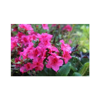 AZALIA JAPOŃSKA różowa - sadzonki 50 / 70 cm