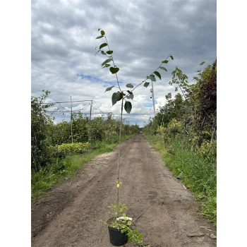 BRZOZA DOORENBOS szczepiona - sadzonki 120 / 140 cm