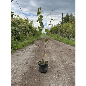 BRZOZA DOORENBOS szczepiona - sadzonki 30 / 50 cm