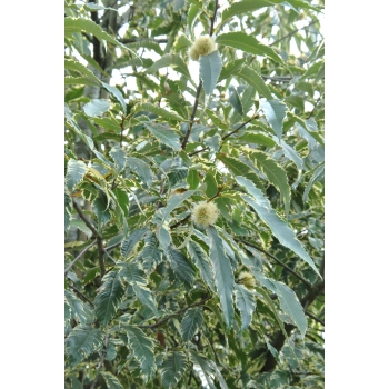KASZTAN JADALNY szczepiony Aspleniifolia - sadzonki 60 / 80 cm