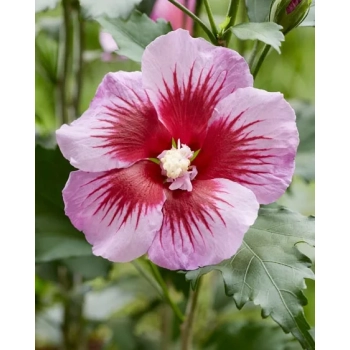 HIBISKUS NA PNIU Tower Purple - sadzonki 170 / 190 cm