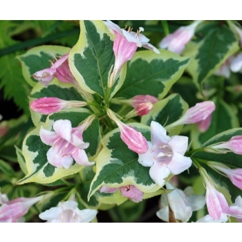 KRZEWUSZKA WEIGELA na pniu z DWUKOLOROWYM LIŚCIEM - sadzonki 100 / 120 cm