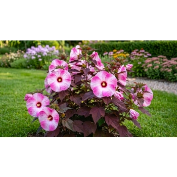 HIBISKUS Ketmia bagienny różowo biały bordowy liść