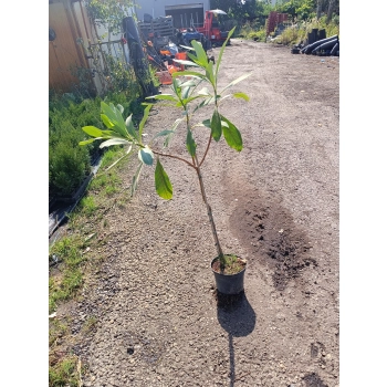 EDGEWORTHIA papierodajna kwitnie zimą - sadzonki 60 / 80 cm