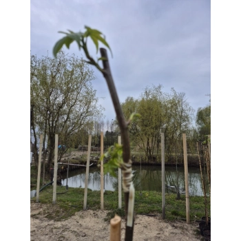 AMBROWIEC SZCZEPIONY NA PNIU GUMBALL - sadzonki 180 / 190 cm