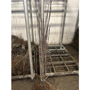 PODWÓJNE DRZEWKO OWOCOWE DUO ŚLIWA RENKLODA ALTHANA + ŚLIWA RENKLODA ULENA - sadzonki 130 / 150 cm