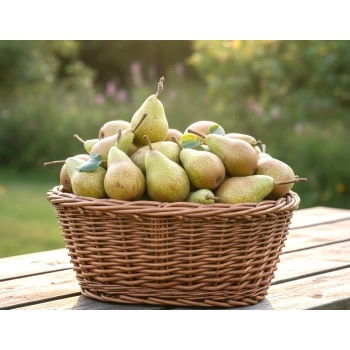 GRUSZA KONFERENCJA bardzo słodka - sadzonki 50 / 80 cm