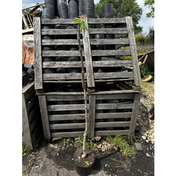 KASZTANOWIEC czerwony szczepiony na pniu KECHNEI - BRIOTTI - sadzonki 140 / 160 cm