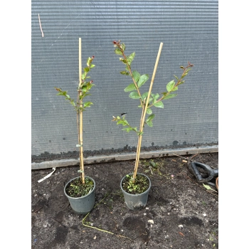 LAGERSTROEMIA na pniu Fioletowo-rózowa bez południa - sadzonki 70 / 90 cm