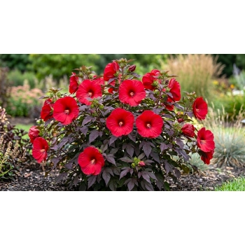 HIBISKUS Ketmia bagienny czerwony bordowy liść