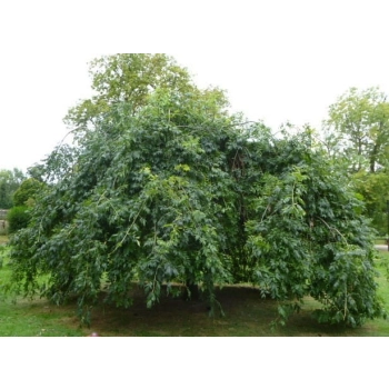 DĄB szczepiony zwisający pendula - sadzonki 140 / 170 cm
