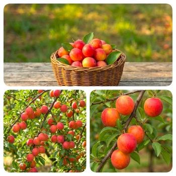 ŚLIWA BRZOSKWINIOWA słodkie orzeźwienie - sadzonki 90 / 140 cm