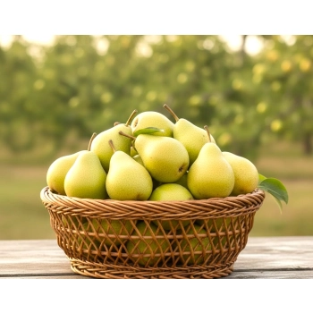 GRUSZA GENERAŁ bardzo duża i smaczna - sadzonki 50 / 80 cm