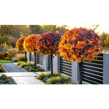 AMBROWIEC SZCZEPIONY NA PNIU GUMBALL - sadzonki 180 / 190 cm