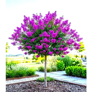 LAGERSTROEMIA na pniu Fioletowa bez południa - sadzonki 100 / 120 cm