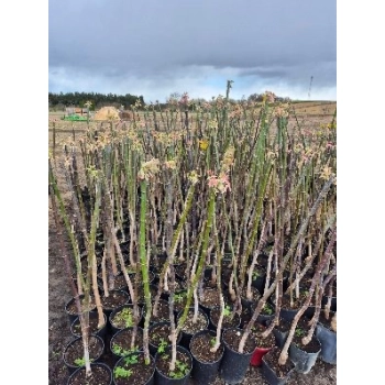 KLON FLAMINGO kulisty zielony biały szczepiony - sadzonki 140 / 160 cm