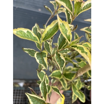 KRZEWUSZKA WEIGELA na pniu z DWUKOLOROWYM LIŚCIEM - sadzonki 100 / 120 cm