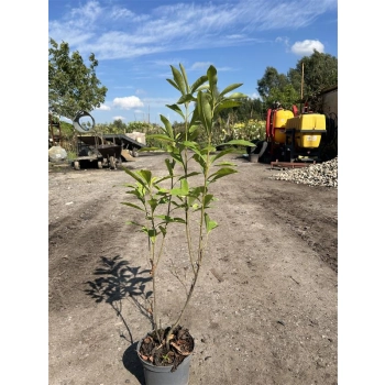 GORDLINIA wielkokwiatowa - sadzonki 80 / 100 cm