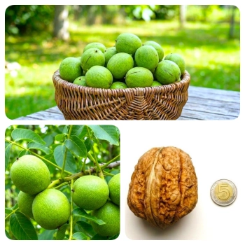 ORZECH WŁOSKI JACEK duże orzechy - sadzonki 40 / 60 cm