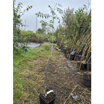 GROCHODRZEW AKACJA miododajne - sadzonki 130 / 150 cm