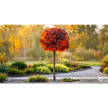 AMBROWIEC SZCZEPIONY NA PNIU GUMBALL - sadzonki 180 / 190 cm