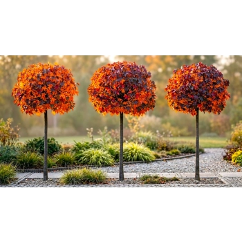 AMBROWIEC SZCZEPIONY NA PNIU GUMBALL - sadzonki 180 / 190 cm