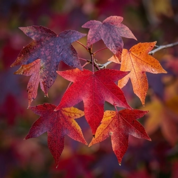 AMBROWIEC SZCZEPIONY NA PNIU GUMBALL - sadzonki 180 / 190 cm