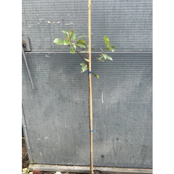 GŁOGOWNIK na pniu RED ROBIN - sadzonki 140 / 160 cm