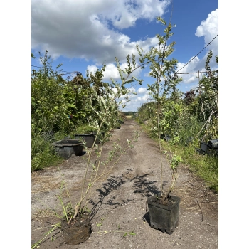 WIERZBA HAKURO krzaczasta odporna na mróz - sadzonki 90 / 130 cm