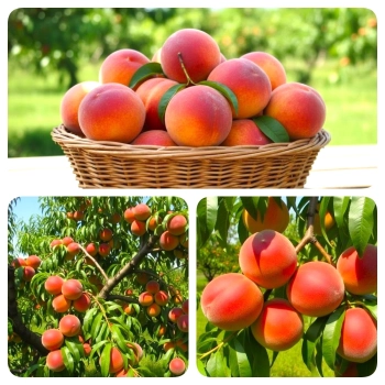 BRZOSKWINIA HARCO duże owoce - sadzonki 90 / 110 cm