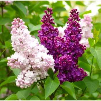 Bez Lilak szczepiony duo dwa kolory biało - fioletowy i ciemno fioletowy - sadzonki 100 / 130 cm